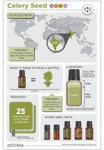 doTERRA Ätherisches Selleriesamenöl (15ml) – Bild 5